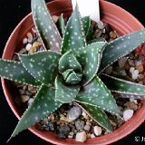 Gasteraloe hayfieldii (available 10.5 and 12cm Ø)